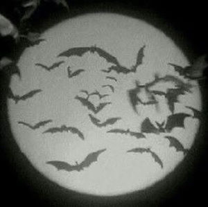 Meet your Posher, Kaylen